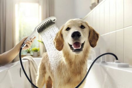 Hotel Pet